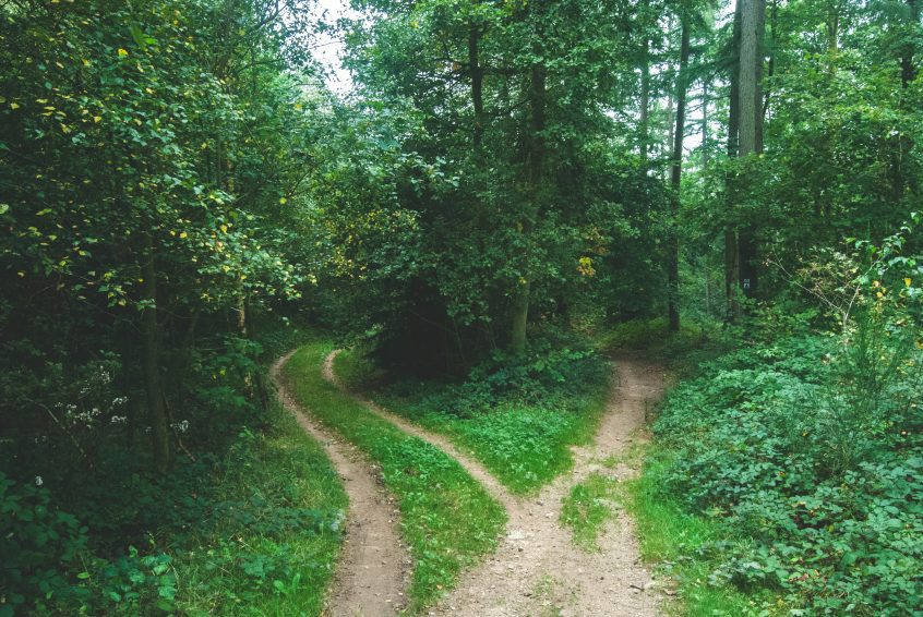 Two paths diverging in a forest